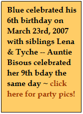 Text Box: Blue celebrated his 6th birthday on March 23rd, 2007 with siblings Lena & Tyche -- Auntie Bisous celebrated her 9th bday the same day ~ click here for party pics!
 
